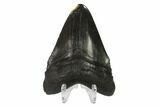 Fossil Megalodon Tooth - Pyrite Inlaid Tip #144366-2